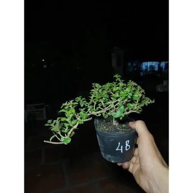 Chậu cây Sam Hương mini cao 10-15cm, chịu thiếu nắng, giá ưu đãi 59.000 VND 4