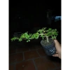 Chậu cây Sam Hương mini cao 10-15cm, chịu thiếu nắng, giá ưu đãi 59.000 VND 6