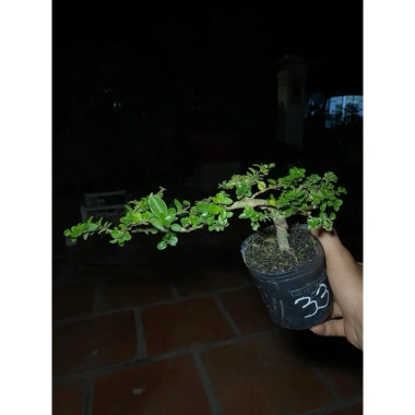 Chậu cây Sam Hương mini cao 10-15cm, chịu thiếu nắng, giá ưu đãi 59.000 VND 6
