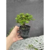 Chậu cây Sam Hương mini cao 10-15cm, chịu thiếu nắng, giá ưu đãi 59.000 VND 7