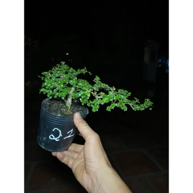 Chậu cây Sam Hương mini cao 10-15cm, chịu thiếu nắng, giá ưu đãi 59.000 VND 8