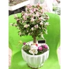 Chậu cây Sen đá đô la Hồng xinh xắn - Quà tặng decor độc đáo giá 80.000₫