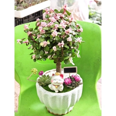 Chậu cây Sen đá đô la Hồng xinh xắn - Quà tặng decor độc đáo giá 80.000₫