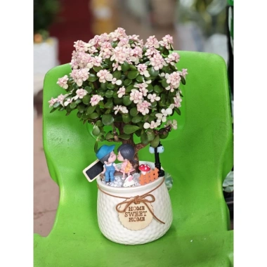 Chậu cây Sen đá đô la Hồng xinh xắn - Quà tặng decor độc đáo giá 80.000₫ 2