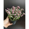 Chậu cây Sen đá đô la Hồng xinh xắn - Quà tặng decor độc đáo giá 80.000₫ 3