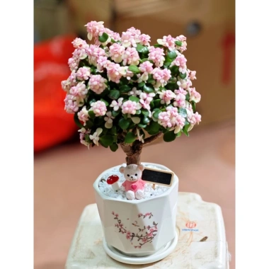 Chậu cây Sen đá đô la Hồng xinh xắn - Quà tặng decor độc đáo giá 80.000₫ 6