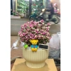 Chậu cây Sen đá đô la Hồng xinh xắn - Quà tặng decor độc đáo giá 80.000₫ 7