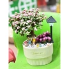 Chậu cây Sen đá đô la Hồng xinh xắn - Quà tặng decor độc đáo giá 80.000₫ 8