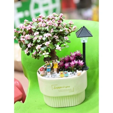 Chậu cây Sen đá đô la Hồng xinh xắn - Quà tặng decor độc đáo giá 80.000₫ 8