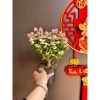 Chậu cây Sen đá đô la Hồng xinh xắn - Quà tặng decor độc đáo giá 80.000₫ 10