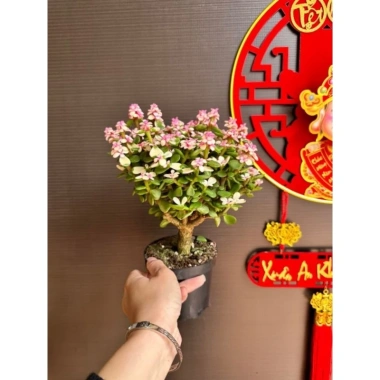 Chậu cây Sen đá đô la Hồng xinh xắn - Quà tặng decor độc đáo giá 80.000₫ 10