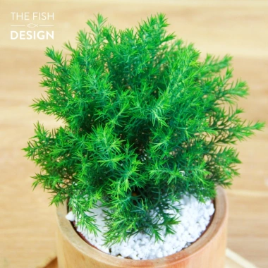 Chậu cây tùng bồng phong thủy size M THE FISH DESIGN – Trường thọ, may mắn, giảm 23% 2