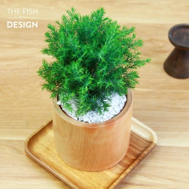 Chậu cây tùng bồng phong thủy size M THE FISH DESIGN – Trường thọ, may mắn, giảm 23% 3
