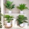 Chậu cây xanh giả hình rùa - Trang trí phòng khách, bàn làm việc, chỉ 35.000₫ 2