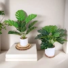 Chậu cây xanh giả hình rùa - Trang trí phòng khách, bàn làm việc, chỉ 35.000₫ 5