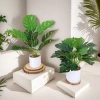 Chậu cây xanh giả hình rùa - Trang trí phòng khách, bàn làm việc, chỉ 35.000₫ 6