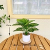 Chậu cây xanh giả hình rùa - Trang trí phòng khách, bàn làm việc, chỉ 35.000₫ 10