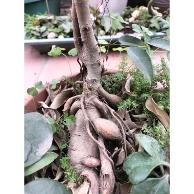 Chậu cây xi xanh mini để bàn - Độc nhất vô nhị, giá chỉ 55.000₫, giảm từ 69.300₫ 2