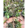 Chậu cây xi xanh mini để bàn - Độc nhất vô nhị, giá chỉ 55.000₫, giảm từ 69.300₫ 3