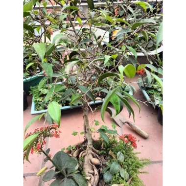 Chậu cây xi xanh mini để bàn - Độc nhất vô nhị, giá chỉ 55.000₫, giảm từ 69.300₫ 3