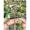 Chậu cây xi xanh mini để bàn - Độc nhất vô nhị, giá chỉ 55.000₫, giảm từ 69.300₫ 6