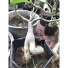Chậu cây xi xanh mini để bàn - Độc nhất vô nhị, giá chỉ 55.000₫, giảm từ 69.300₫ 7