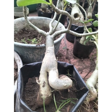 Chậu cây xi xanh mini để bàn - Độc nhất vô nhị, giá chỉ 55.000₫, giảm từ 69.300₫ 7