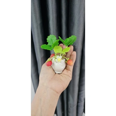 Chậu dâu tây mini đất sét cao 12cm - Giá 49.000 VNĐ, tiết kiệm không gian