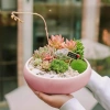 Chậu Gốm Sứ Ang Bo Dùng - Cây Cảnh Mini Phòng Khách & Bàn - Giá 39.000 VND 7