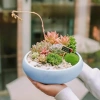 Chậu Gốm Sứ Ang Bo Dùng - Cây Cảnh Mini Phòng Khách & Bàn - Giá 39.000 VND 8