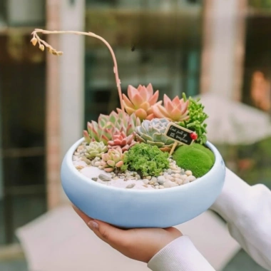 Chậu Gốm Sứ Ang Bo Dùng - Cây Cảnh Mini Phòng Khách & Bàn - Giá 39.000 VND