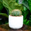 Chậu gốm sứ mini cỡ nhỏ - Trồng cây bàn, sen đá, trang trí nhà cửa, chỉ 20.000₫ 6