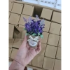 Chậu Hoa Lavender Mini Siêu Đẹp Cho Bàn Trang Trí - Giá Ưu Đãi 45k (Giảm 11.25k) 3