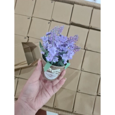 Chậu Hoa Lavender Mini Siêu Đẹp Cho Bàn Trang Trí - Giá Ưu Đãi 45k (Giảm 11.25k)