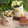 Chậu mini cây cảnh sen đá, xương rồng - Giá chỉ 39.000 VNĐ, thiết kế chậu động vật 2