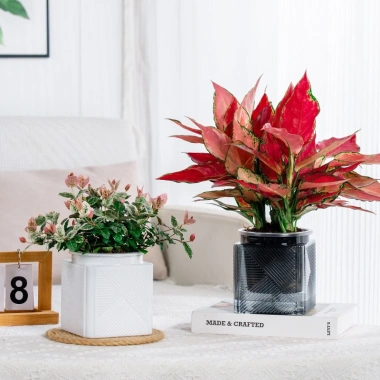 Chậu nhựa bán thủy sinh mini cho cây cảnh để bàn Giá 28.000₫, nhẹ, chịu nước