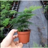 Chậu nhựa mềm Thủy tùng đa năng cho bàn, terrarium, bán cạn – Giá ưu đãi 33.000đ