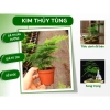 Chậu nhựa mềm Thủy tùng đa năng cho bàn, terrarium, bán cạn – Giá ưu đãi 33.000đ 2