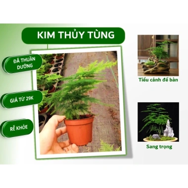 Chậu nhựa mềm Thủy tùng đa năng cho bàn, terrarium, bán cạn – Giá ưu đãi 33.000đ