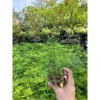 Chậu nhựa mềm Thủy tùng đa năng cho bàn, terrarium, bán cạn – Giá ưu đãi 33.000đ 3