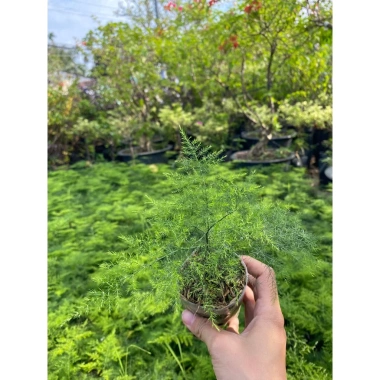 Chậu nhựa mềm Thủy tùng đa năng cho bàn, terrarium, bán cạn – Giá ưu đãi 33.000đ