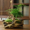 Chậu nhựa mềm Thủy tùng đa năng cho bàn, terrarium, bán cạn – Giá ưu đãi 33.000đ 4