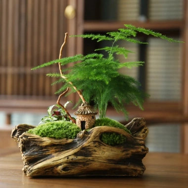 Chậu nhựa mềm Thủy tùng đa năng cho bàn, terrarium, bán cạn – Giá ưu đãi 33.000đ