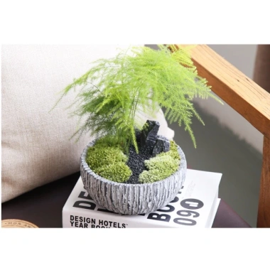 Chậu nhựa mềm Thủy tùng đa năng cho bàn, terrarium, bán cạn – Giá ưu đãi 33.000đ
