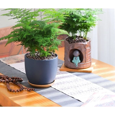 Chậu nhựa mềm Thủy tùng đa năng cho bàn, terrarium, bán cạn – Giá ưu đãi 33.000đ