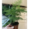 Chậu nhựa mềm Thủy tùng đa năng cho bàn, terrarium, bán cạn – Giá ưu đãi 33.000đ 10