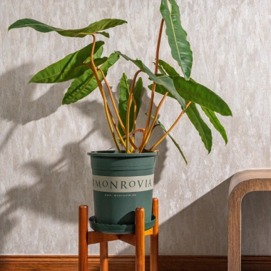Chậu nhựa MONROVIA size LỚN cho hoa hồng, cây cảnh mini, rau, để bàn, ban công, vườn - 85.000đ