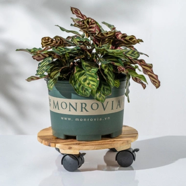 Chậu nhựa MONROVIA size LỚN cho hoa hồng, cây cảnh mini, rau, để bàn, ban công, vườn - 85.000đ