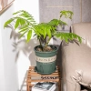 Chậu nhựa MONROVIA size LỚN cho hoa hồng, cây cảnh mini, rau, để bàn, ban công, vườn - 85.000đ 6