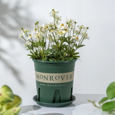 Chậu nhựa MONROVIA size LỚN cho hoa hồng, cây cảnh mini, rau, để bàn, ban công, vườn - 85.000đ 7 Chậu nhựa MONROVIA size LỚN cho hoa hồng, cây cảnh mini, rau, để bàn, ban công, vườn - 85.000đ 7